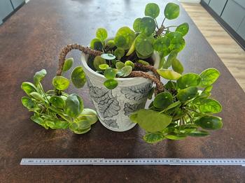 Stor pilea byttes