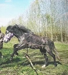 Modtager Gratis Chance / Selvskabs hest - Pony