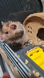 Gratis. Guldhamster,dreng Billy,  5mnd gammel