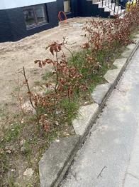 Bøgehæk planter 35 stk