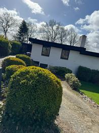 4 stk. flotte og store buksbom