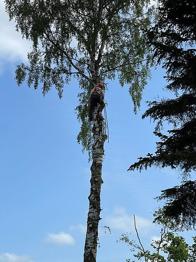 Træfældning tilbydes, jeg har fældet træer i over 20 år så der er næsten ikke...