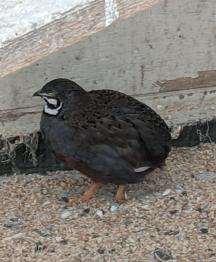 søger piger ❤️
