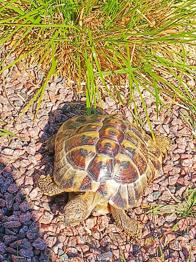 Maurisk vital landskildpadde bortgives til kærligt hjem ❤️🐢.