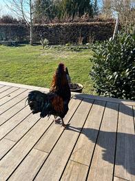 Smuk Black Copper Marans hane bortadopteres til kærligt hjem