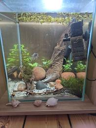 prinsessen af Burundi