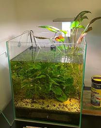 Akvarium med guppyer og sugemalle