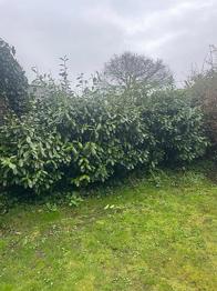 Kirsebærlaurbær hæk grøn