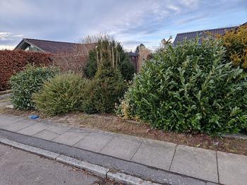 Buske / planter til gratis afhentnkng