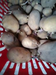 Læggekartofler GRATIS(skriv antal stk , kan afh i Slangerup)