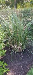 Pampas hvid GRATIS