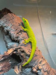 Stor daggekko (Phelsuma grandis) bortgives gratis
