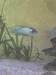 electric blue acara og gurami