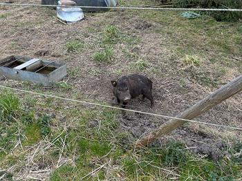 Lille rolig Minigris leder efter nyt hjem.