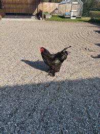 Brahma haner sælges fra 2025