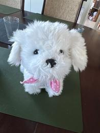 Sød hund der kan gå og gå