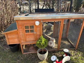 hønsebur inkl 2 dværgsilkehaner gives væk