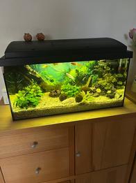 Akvarium med låg og lys til fisk