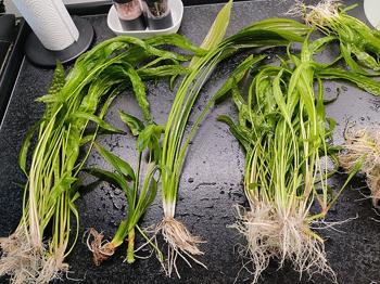 Hammerslået Cryptocoryne Bortgives