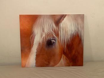 Billede, motiv: Hest