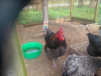 Hane fra sidste efterår