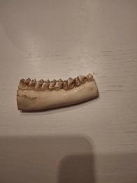 Udstoppede dyr udstoppet tænder fra dyr ved ikke hvad men gives væk