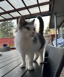 Sød, dejlig og skøn udekat søger nyt hjem