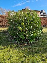 Laurbærkirsebær til opgravning