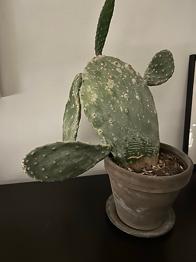 Opuntia kaktus i potte