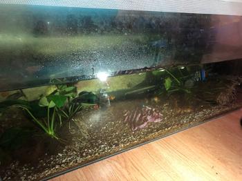 TOMT akvarie med buet front