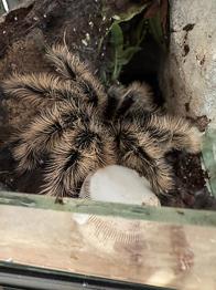 Tliltocatl albopilosus han