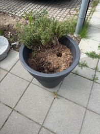 Gratis store krukker kan afhentes