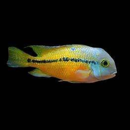 Hypsophrys nicaraguensis yngel