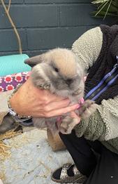 Mini lop blanding pige