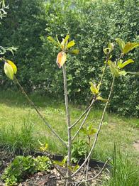 Til gratis afhentning i Næstved. Magnolia træ til haven