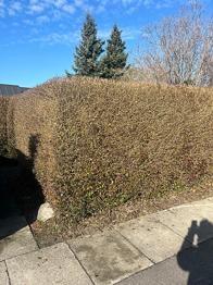 Hækplanter Liguster