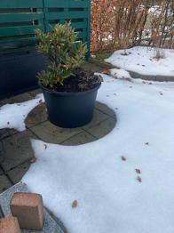 Buske som trænger til at komme videre