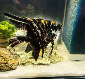 Flotte Scalare - gratis