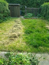 Hø til marsvin og kanin