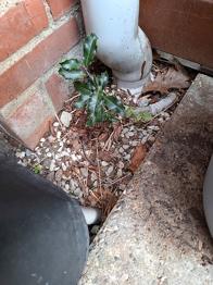 Gratis Taks og Kristtjørn