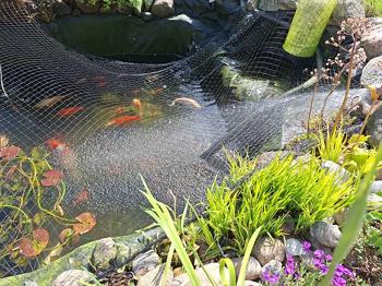 Guldfisk til vintersikret stor dam