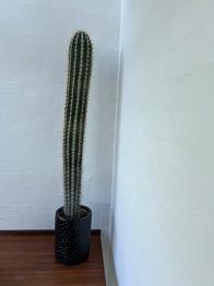 Kaktus Pachycereus pringlei