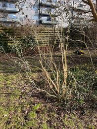 Div. buske gives væk