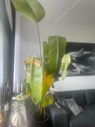Gratis Nicolai strelitzia plante