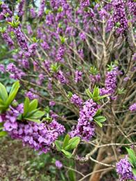 Peberbusk lilla blomster