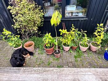 GRATIS citrus- og avocadotræer!