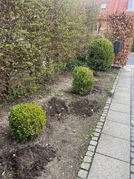 Buksbom buske grøn rundklippet