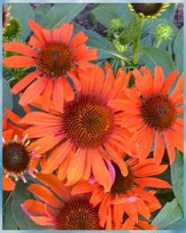 Solhat blomsterfrø, solbrud, rosenkrave, margeurit, rasleblomst, soldagøje