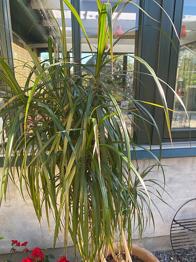 Stor dracaena grøn plante