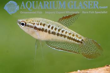 GRATIS Knurrende gurami samt 1 ancistrus